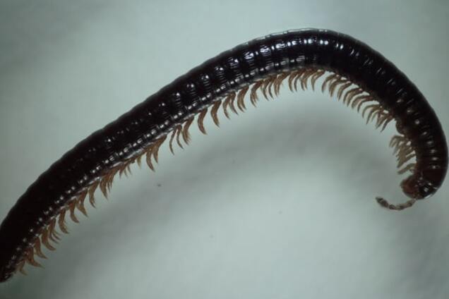 Ученые нашли огромное пугающее насекомое с 750 лапами: фотофакт