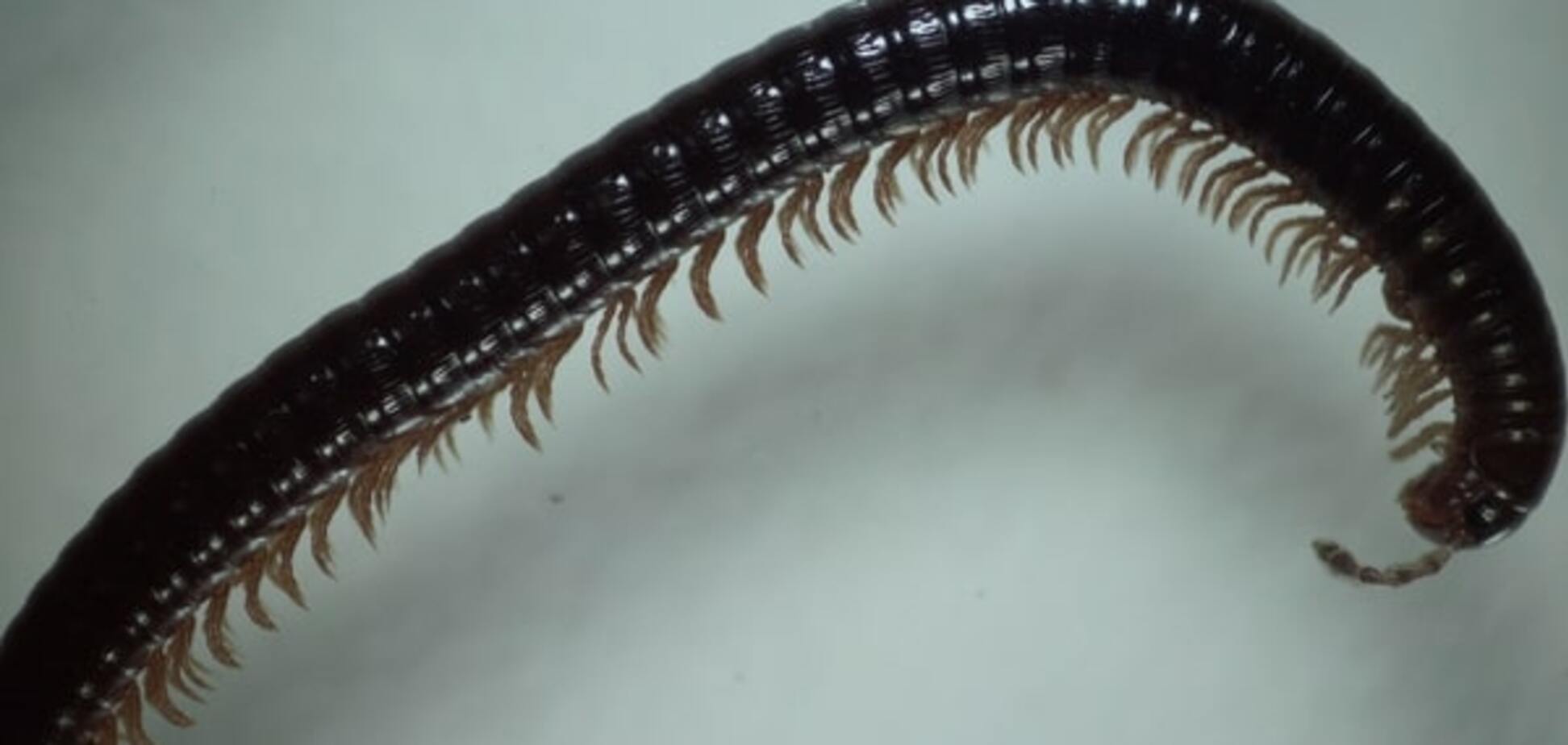 Ученые нашли огромное пугающее насекомое с 750 лапами: фотофакт