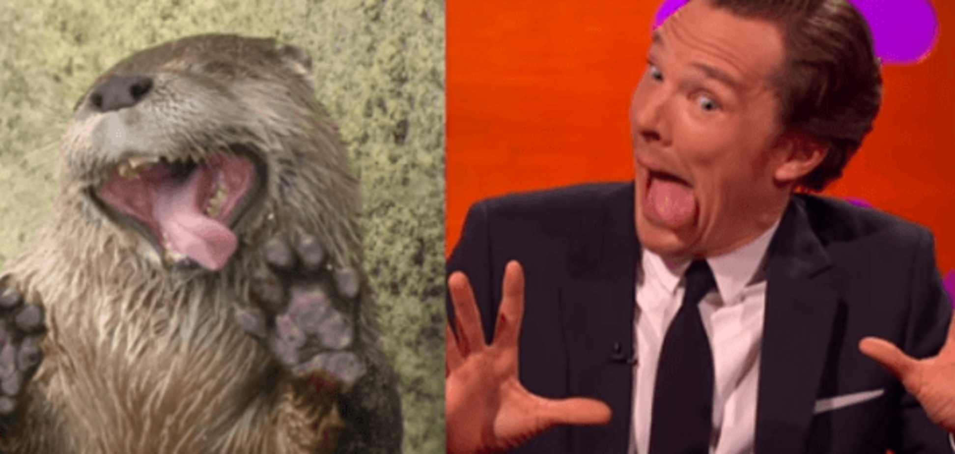 Камбербетч жорстоко побив 'ведмедя' в прямому ефірі: відеофакт