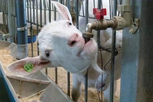 В соцсети показали забавную козу из зоопарка Межигорья