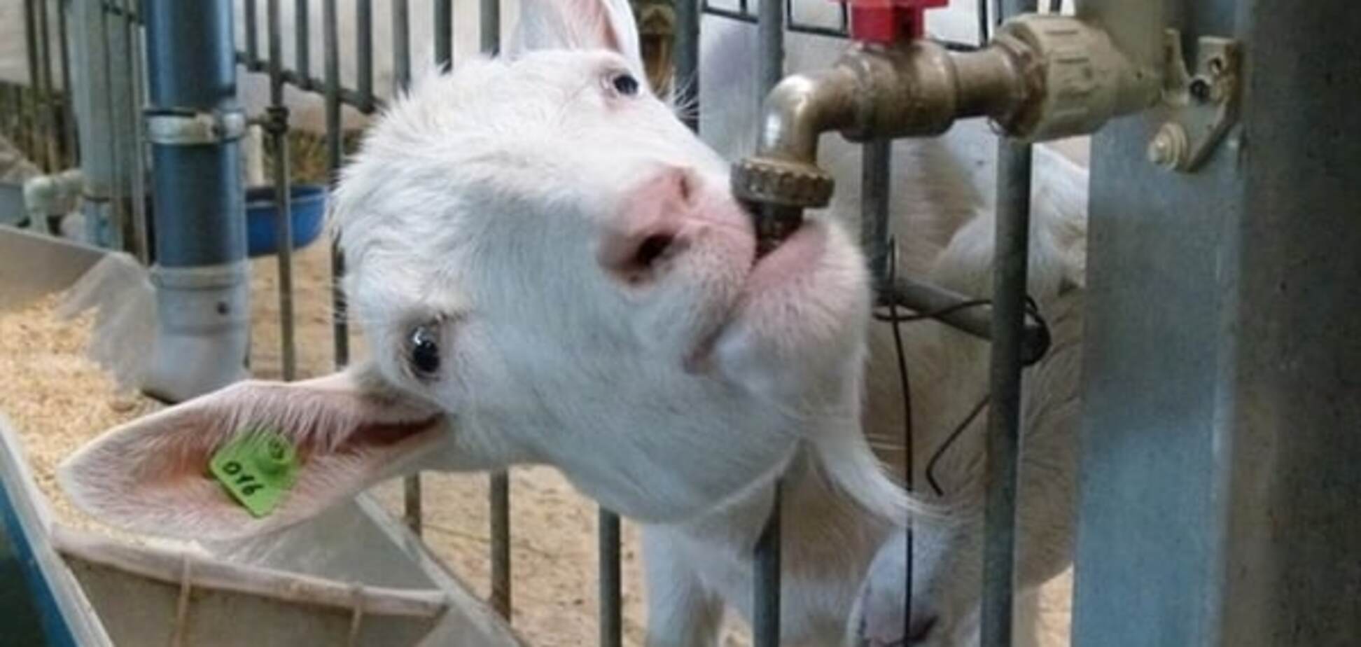 В соцсети показали забавную козу из зоопарка Межигорья