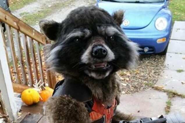 Удивительный костюм превратил ребенка в очаровательного енота