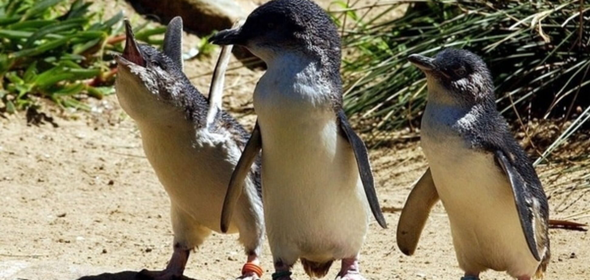 В австралийском зоопарке лисица задушила 14 маленьких пингвинов