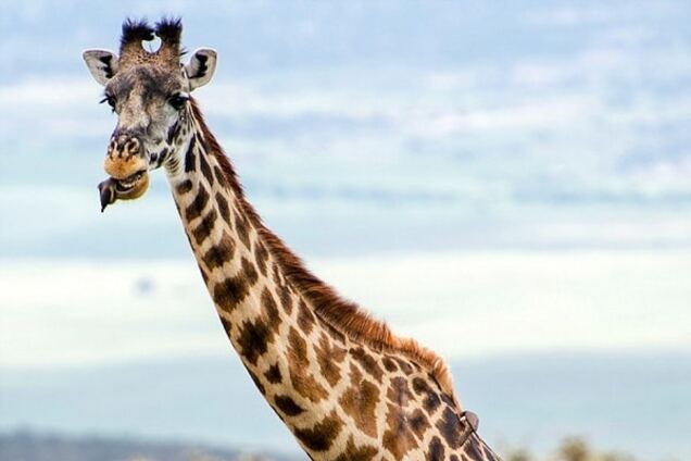 Птичка устроила жирафу бесплатный стоматологический осмотр