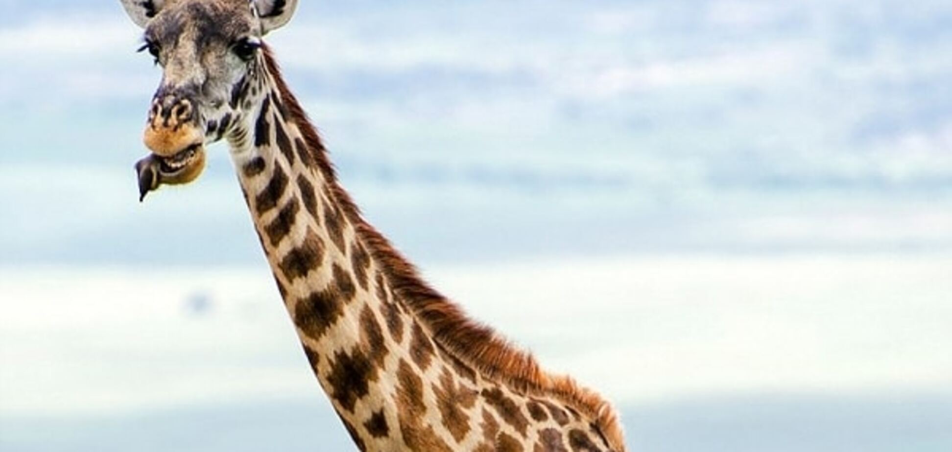 Птичка устроила жирафу бесплатный стоматологический осмотр