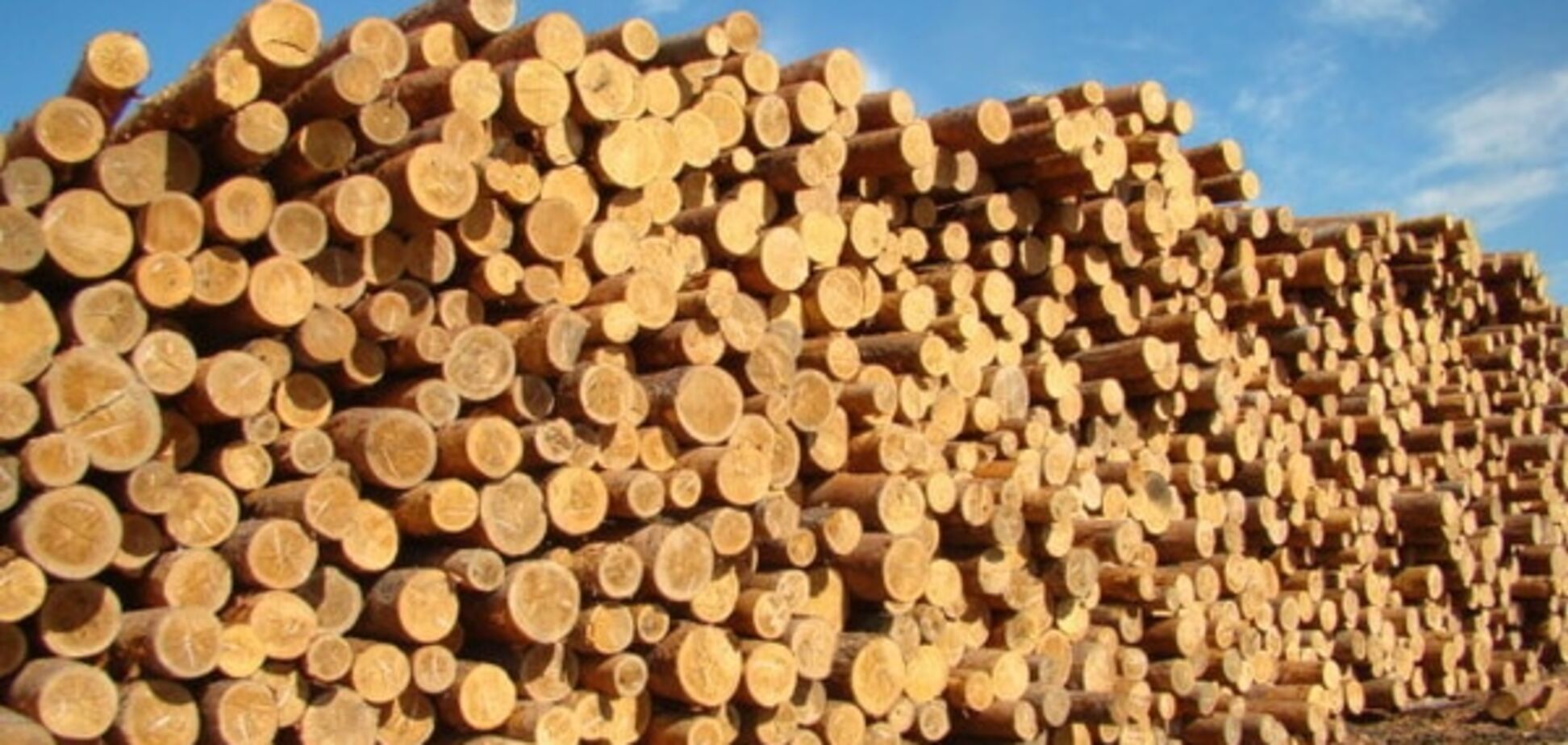 Ковальчук розповів про обмеження у експорті лісоматеріалів