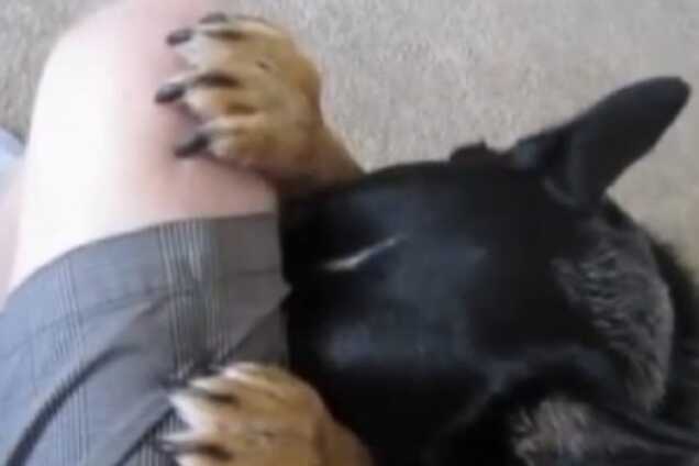 Сеть 'взорвало' видео с собакой, которая 'молится' перед едой