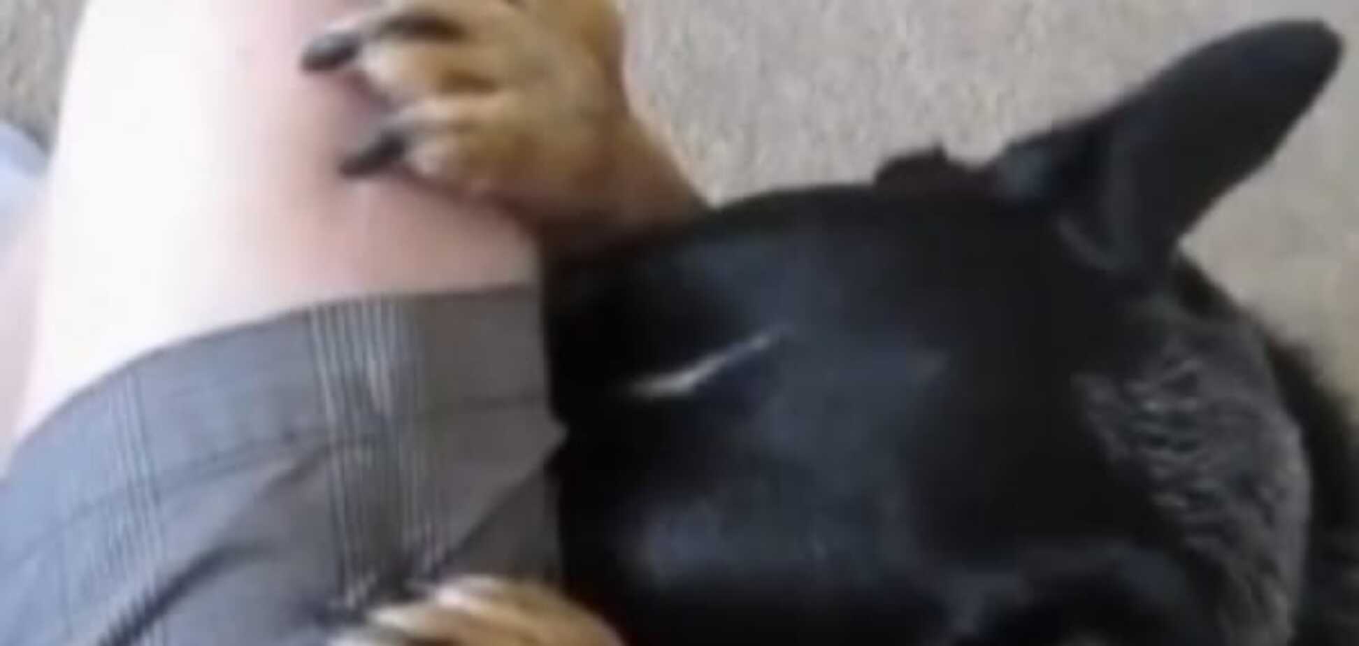Сеть 'взорвало' видео с собакой, которая 'молится' перед едой