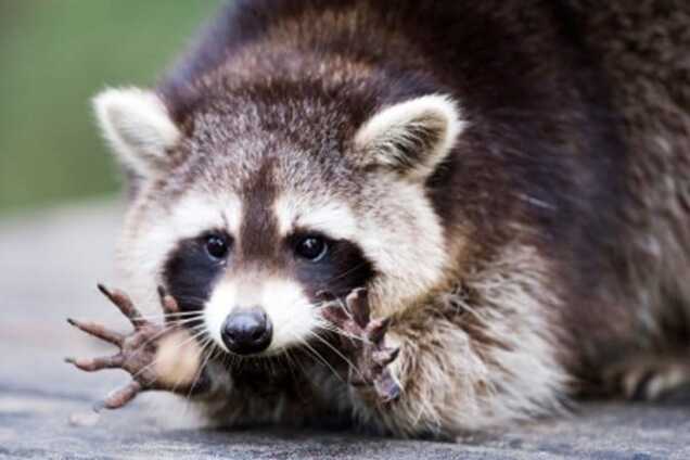 Енот по кличке 'Чумак' держит в страхе винницких собак