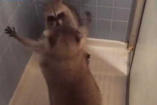 Братские разборки: видео с енотами, которые устроили драку в душе, стало хитом сети