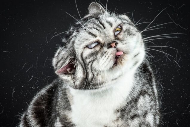 Самые нефотогиничные милашки: коты, над которыми смеется весь интернет