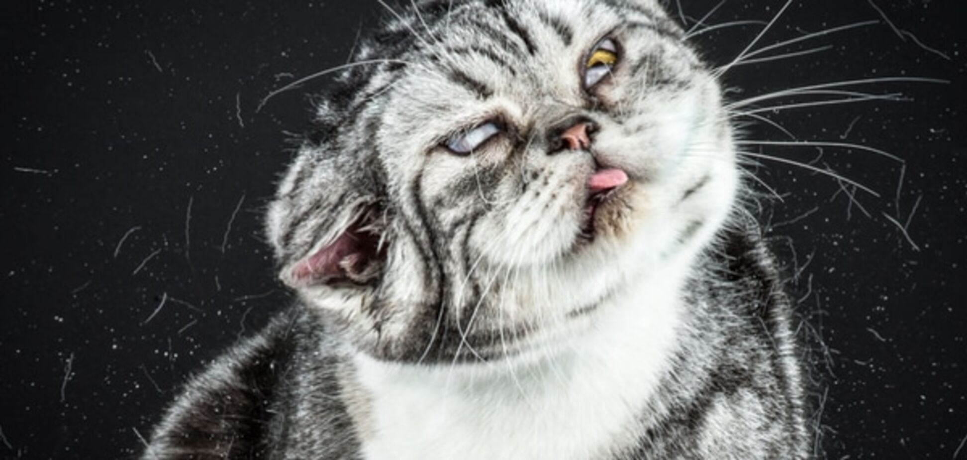 Самые нефотогиничные милашки: коты, над которыми смеется весь интернет