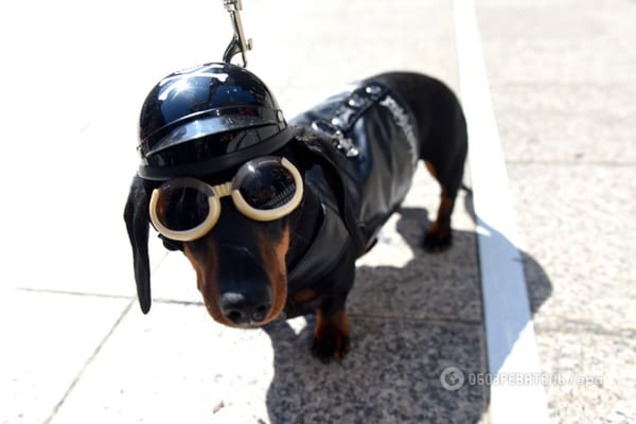 Собаки сбили человека и скрылись с места 'ДТП': видеофакт