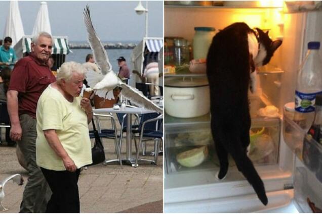 15 очень смешных фото, подтверждающих, что наглость – второе счастье