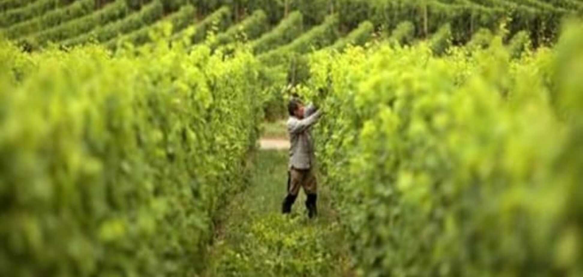 Немецкий институт вина: 'Рислинг в этом году превосходный'