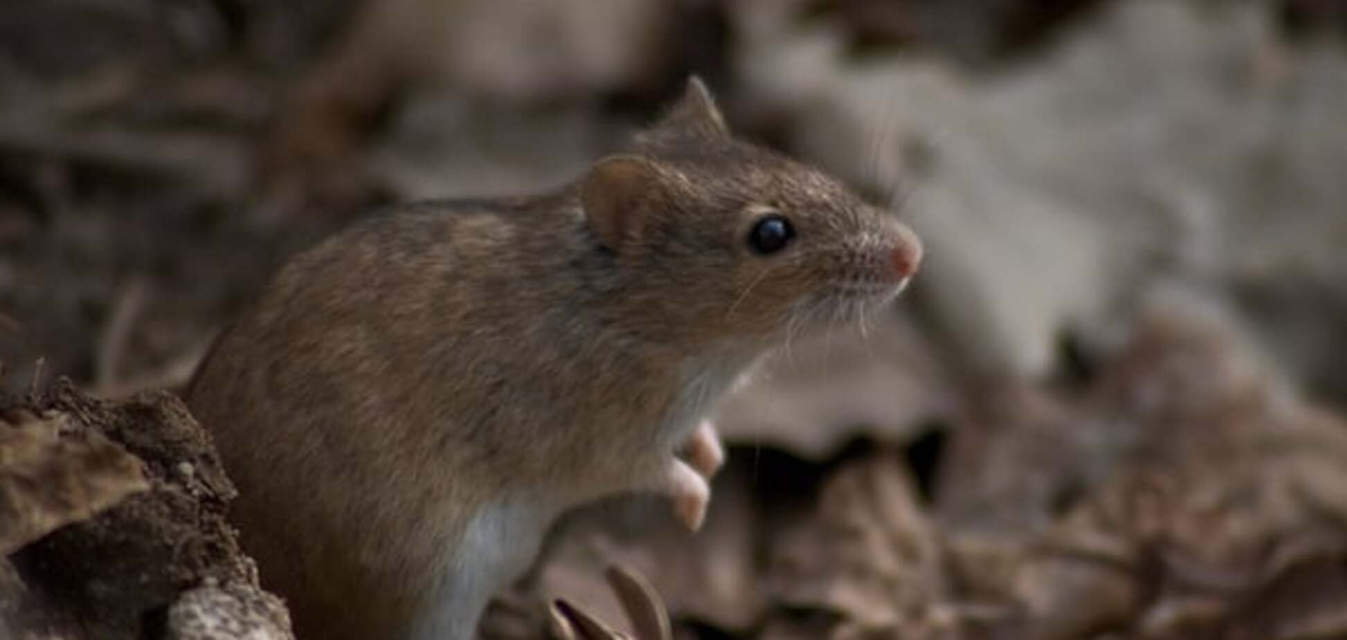 Їх мільярди! Донбас атакують полчища мишей: страшні фото