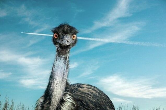 Премия 'Страуса': снайпер из будущего, Корбангейт и неуловимая Лукаш