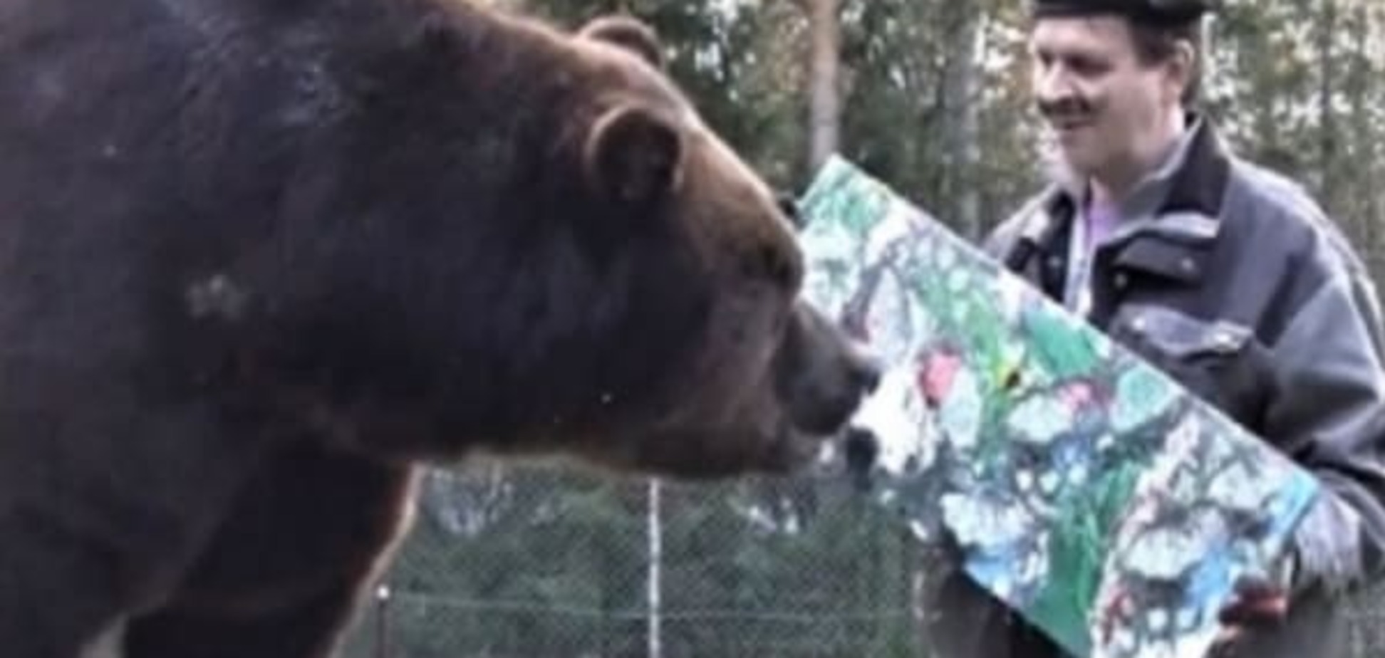 В Финляндии продали шесть картин, нарисованных медвежьим задом: видеофакт