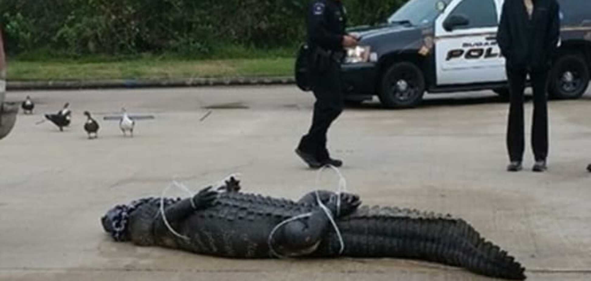 В США гигантский крокодил зашел на 'шопинг': опубликованы фото и видео
