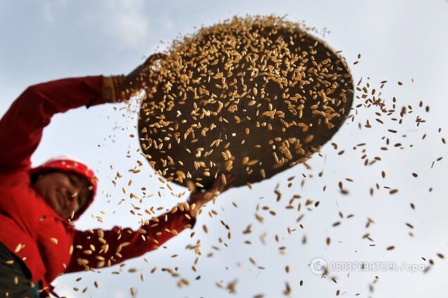 Вчені назвали єдиний засіб, який врятує світ від голоду