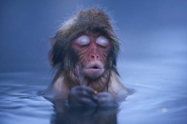 Долина ада: фото места, куда приходят погреться японские макаки