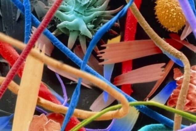 Вещи под микроскопом: 25 потрясающих кадров