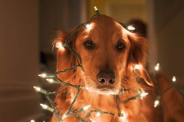 Забавные животные, которых использовали вместо новогодних украшений