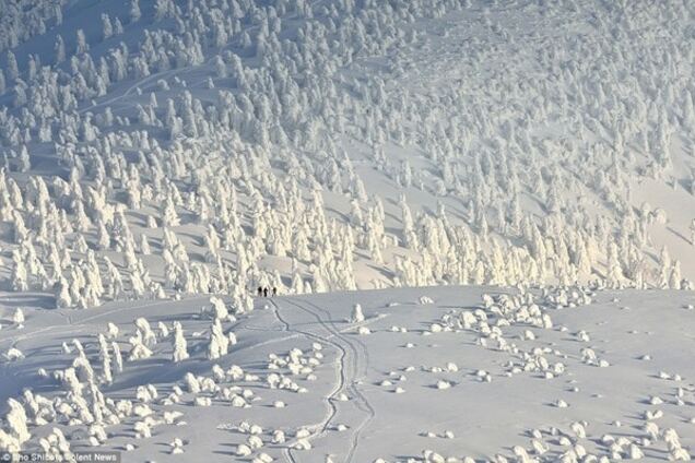 Деревья-снеговики: потрясающие фотографии заснеженных склонов гор в Японии