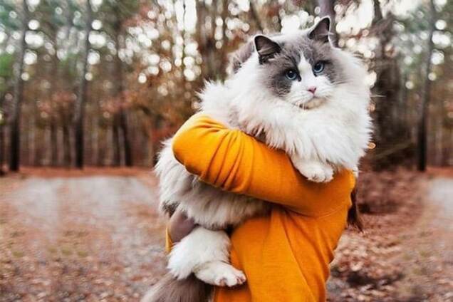 Владелицы шуб: топ-25 самых пушистых кошек в мире