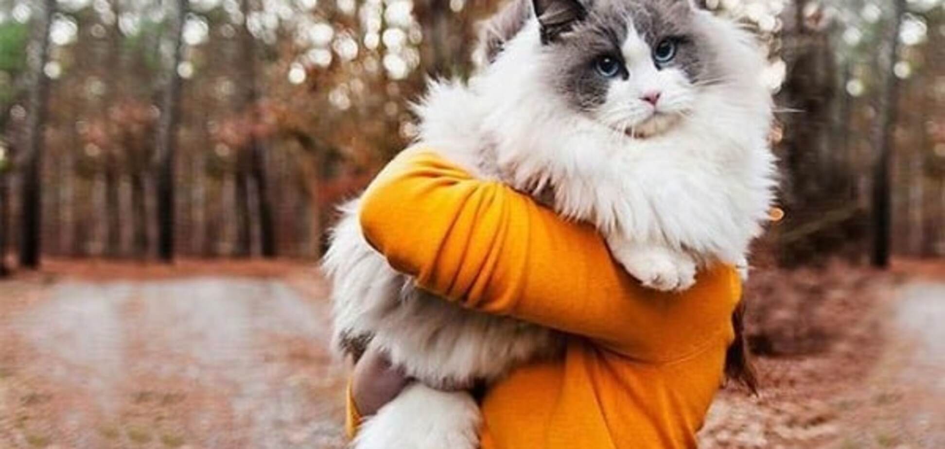 Владелицы шуб: топ-25 самых пушистых кошек в мире