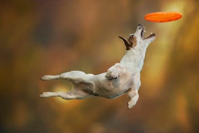 Летающие собаки в забавных и трогательных снимках итальянского фотографа