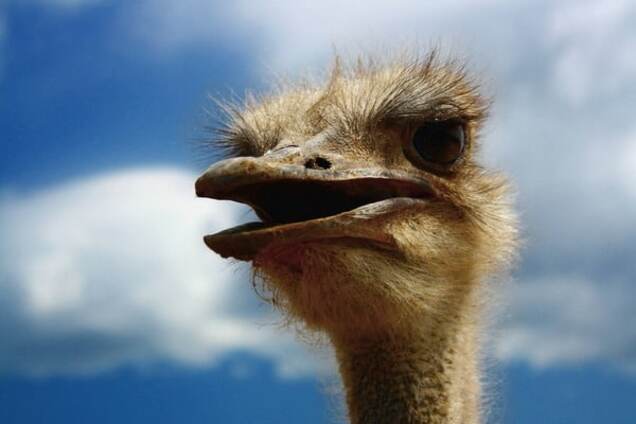 Премия Страуса: многоходовочка Януковича, страсти по Арсению и затурканная Лорак