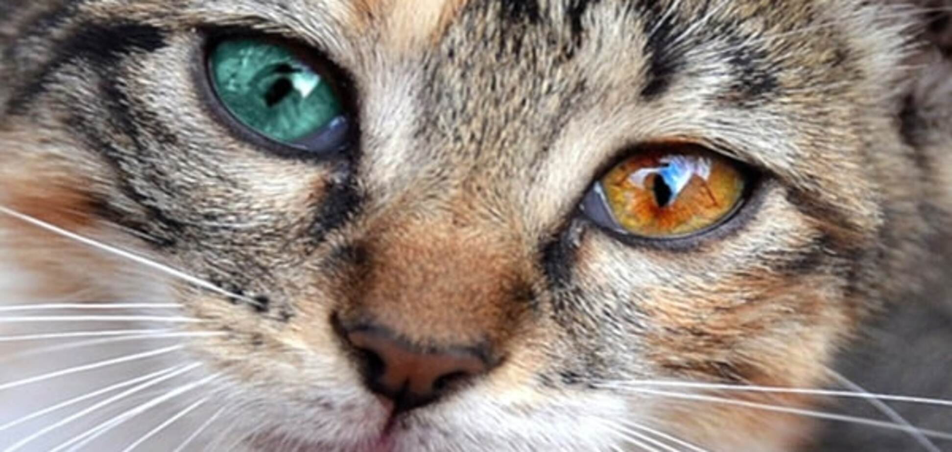 Чтоб я так жил: в Италии бродячие коты получили квартиру за €230 тыс.