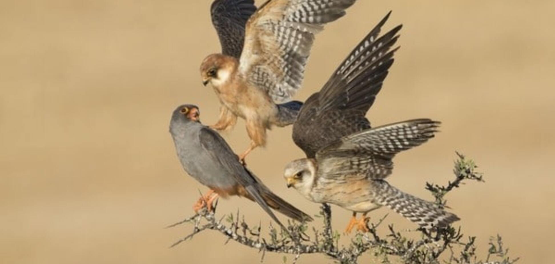 'Звериное волшебство': 10 ярчайших фотографий дикой природы в 2015 году