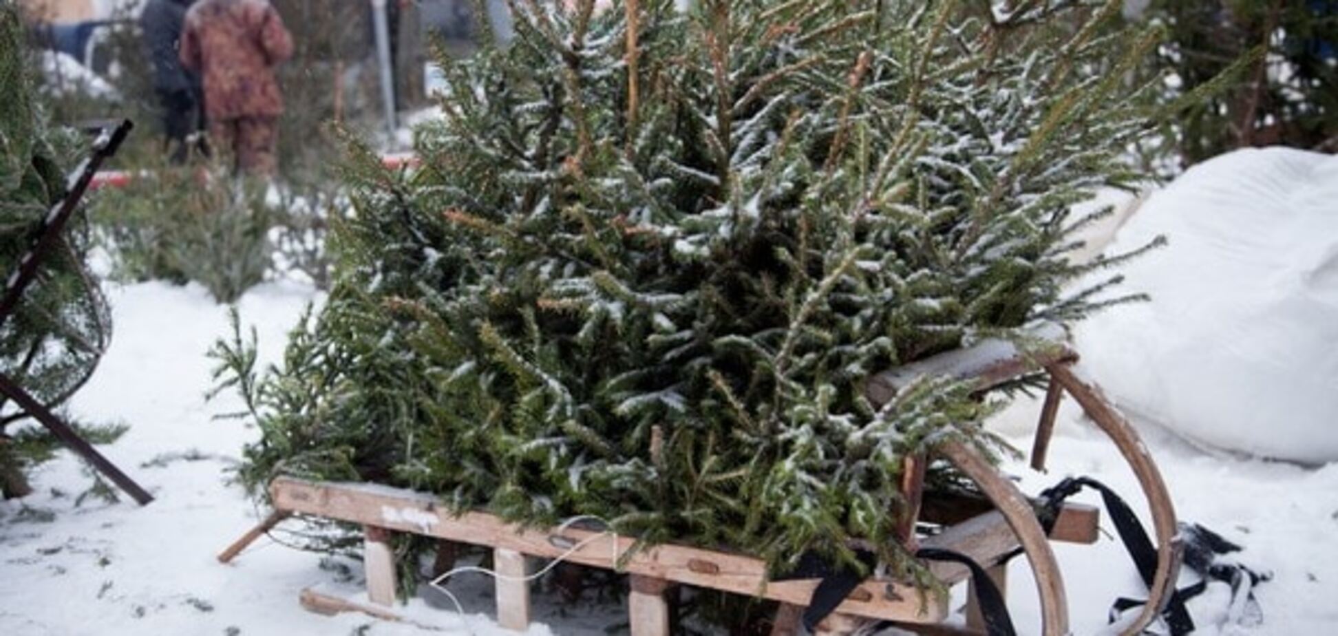 Где в Киеве купить недорогую елку: советы и адреса 