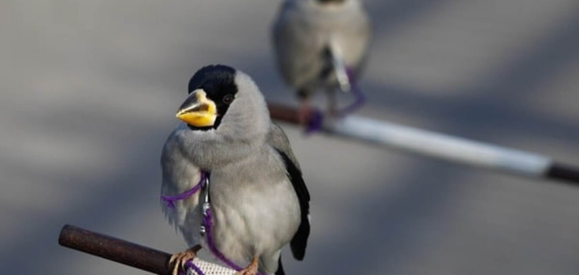 Пернатый рай: ученые нашли родину всех птиц на Земле