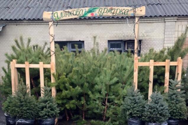 В Киеве открылись елочные базары