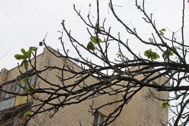 В Киеве в декабре заметили распускающиеся каштаны: фотофакт