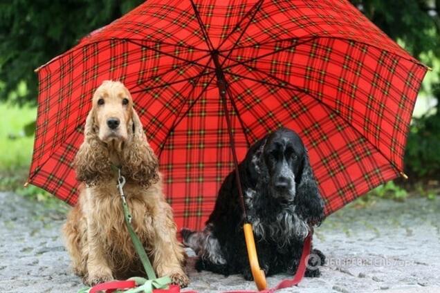 Ученые нашли место на Земле, где появились первые собаки