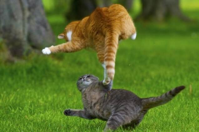 Коты умеют летать: 10 потрясающих фото животных