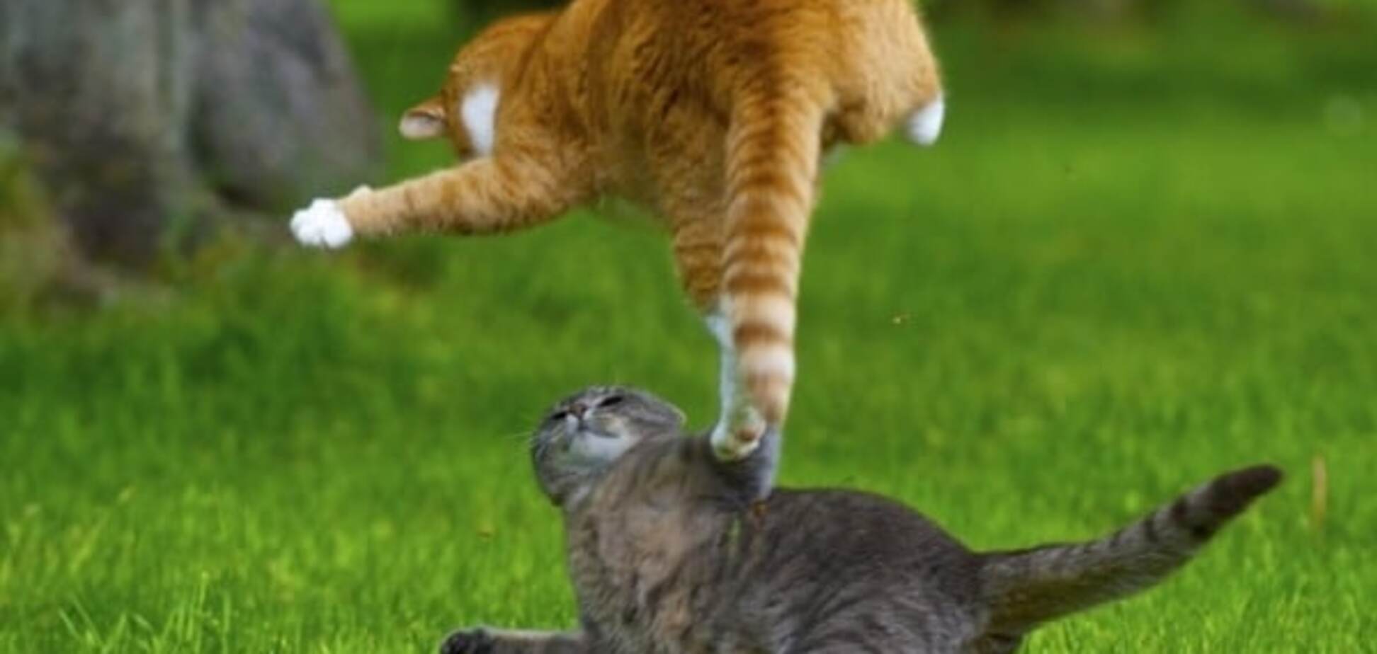 Коты умеют летать: 10 потрясающих фото животных 