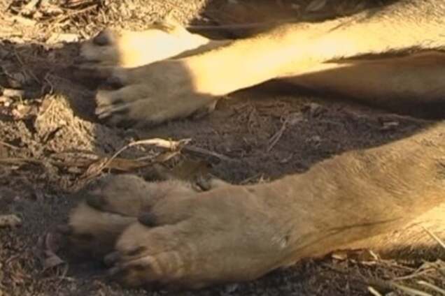 У Києві біля багатоповерхівок знайшли отруєних собак