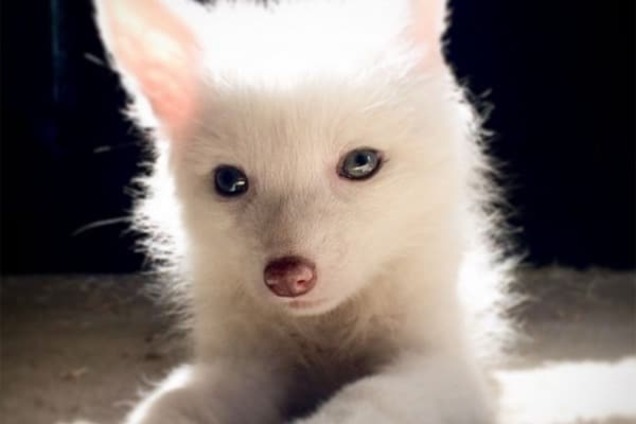 Сеть покорили фото белоснежной домашней лисички Рилай