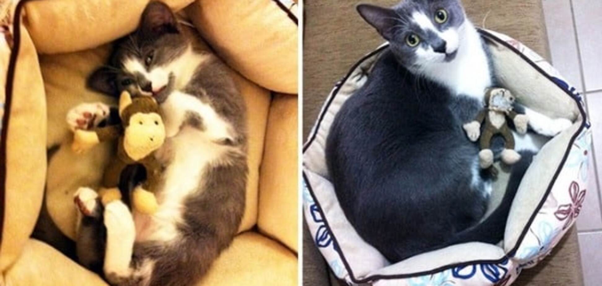 20 смешных животных, которые не расстаются с игрушками детства