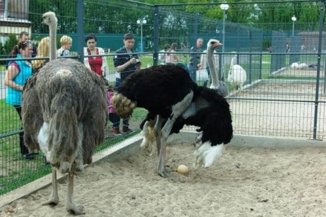 А как же страусы? Генпрокуратура отказалась искать животных из Межигорья