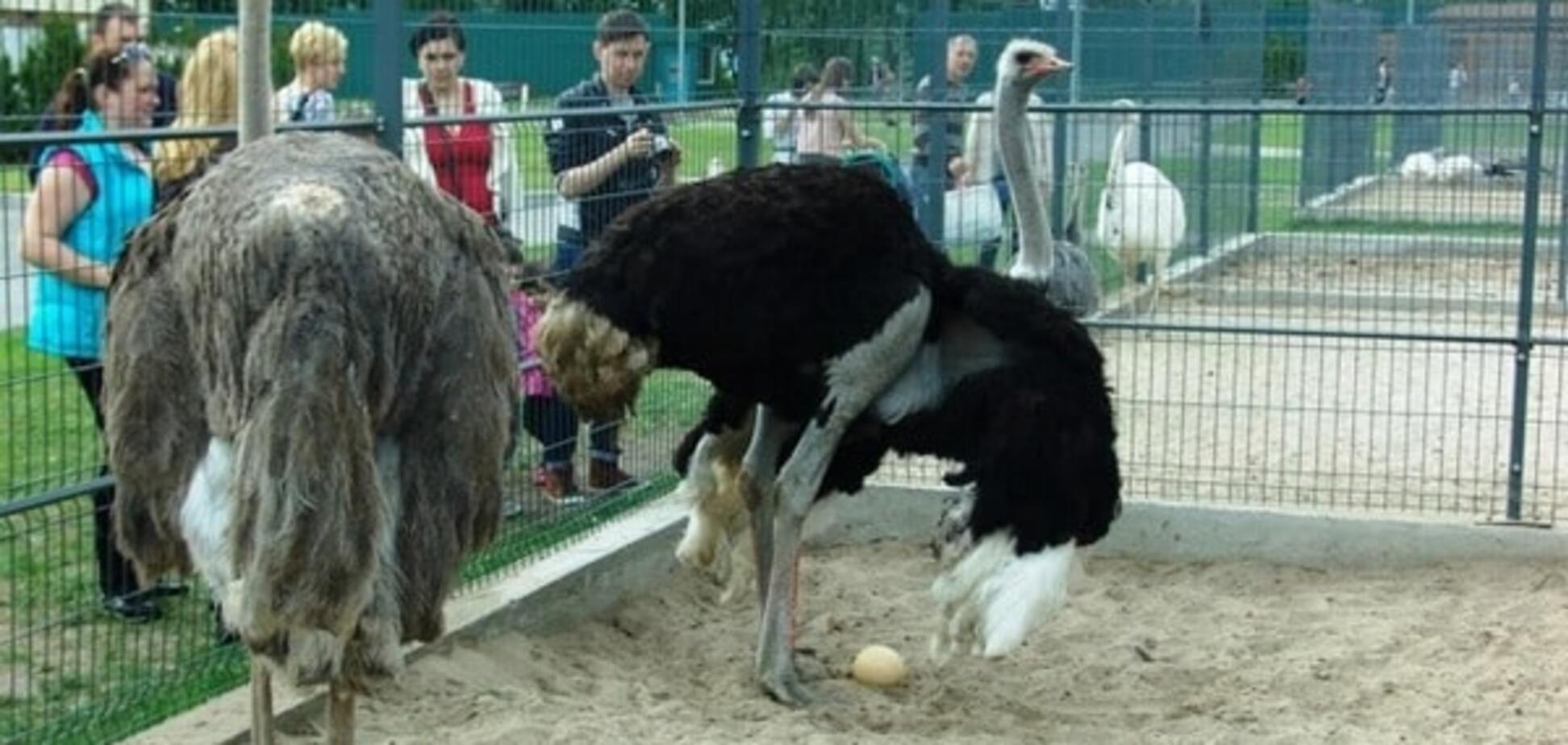 А як же страуси? Генпрокуратура відмовилася шукати тварин з Межигір'я