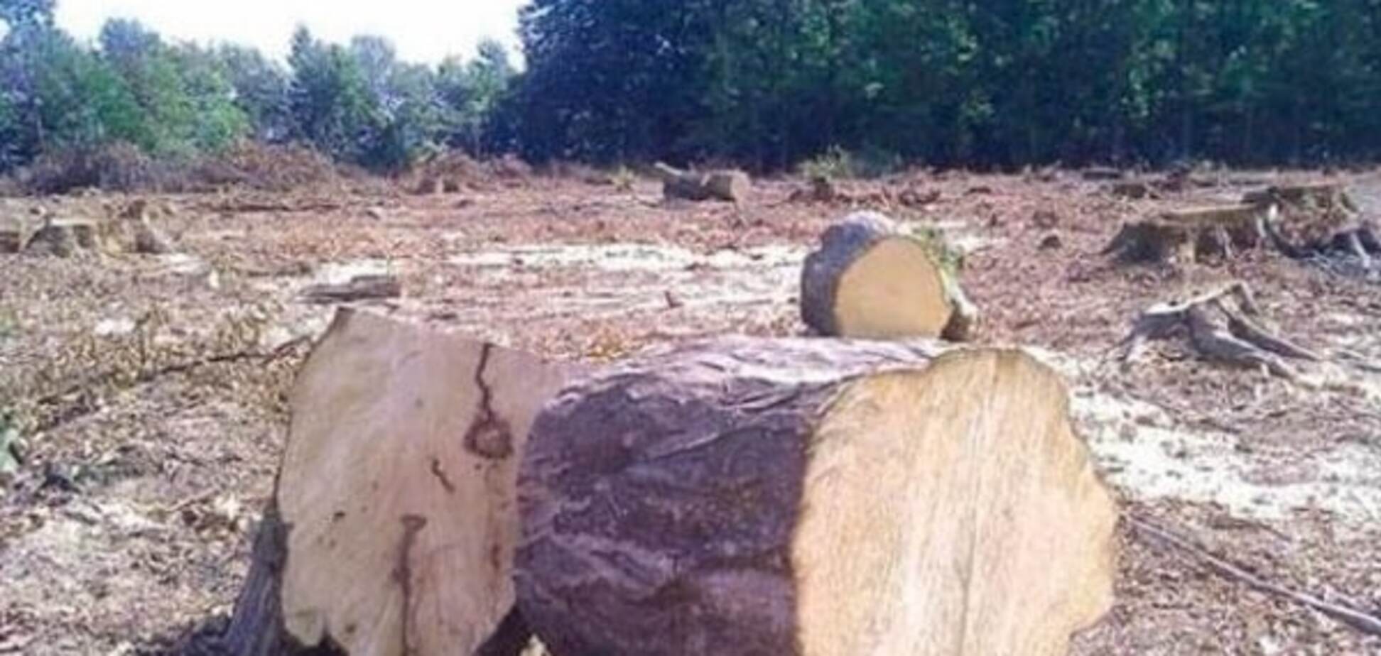 В причастности к вырубке лесов на Закарпатье заподозрили нардепа Руслана Сольвара
