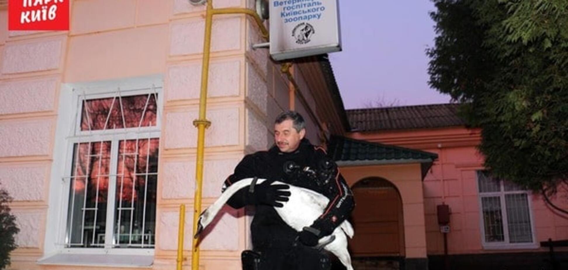 В киевском зоопарке спасли беспомощного лебедя