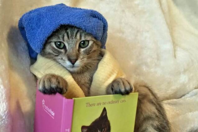 Коты, которые принимают ванну и наряжаются: удивительная фотоподборка