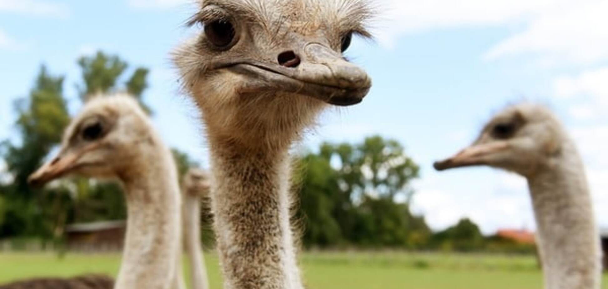 Премія Страуса: штрафбат для комбата Арсенія, Путіноккіо і Аваков як золотий запас